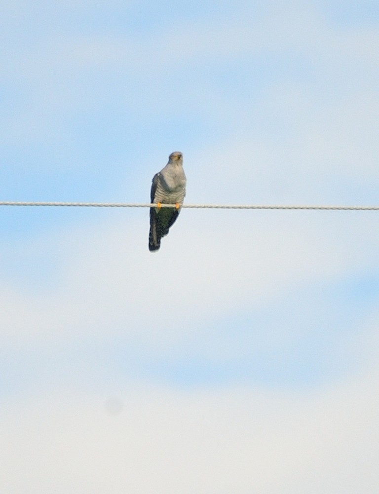 Common Cuckoo - Gordan Pomorišac