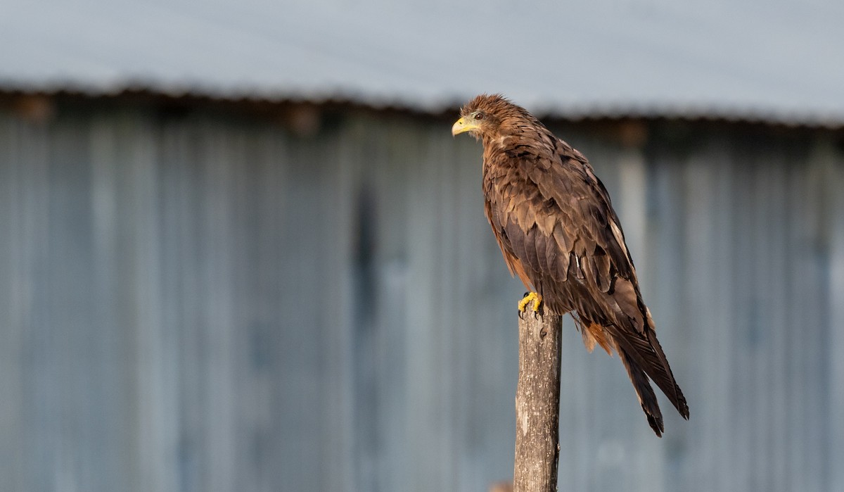 Black Kite (Yellow-billed) - Forest Botial-Jarvis