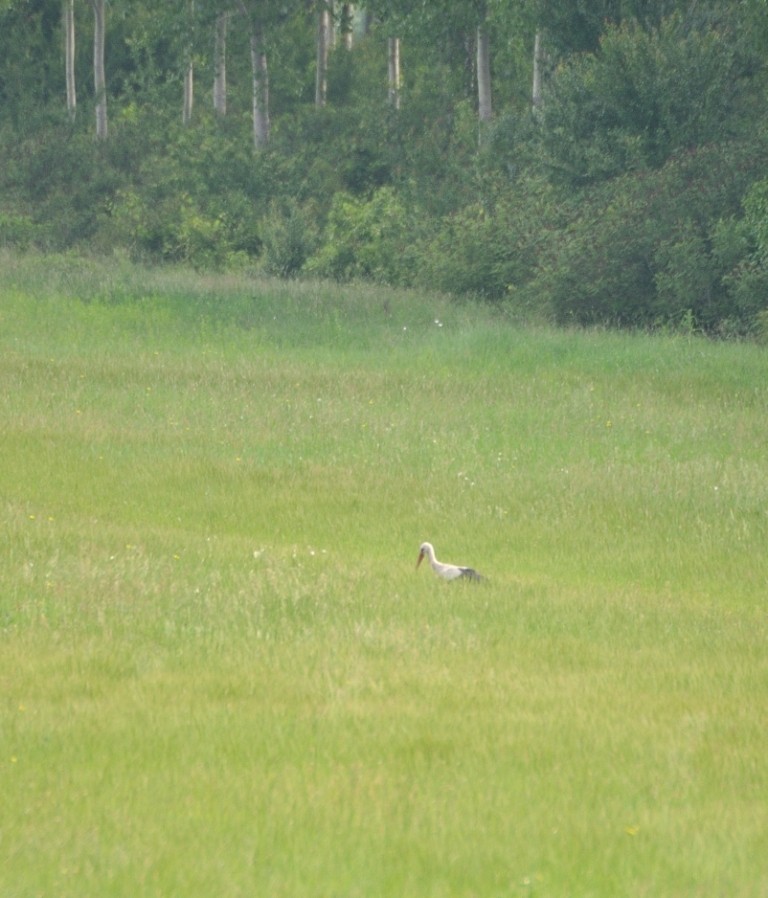 White Stork - ML161001271