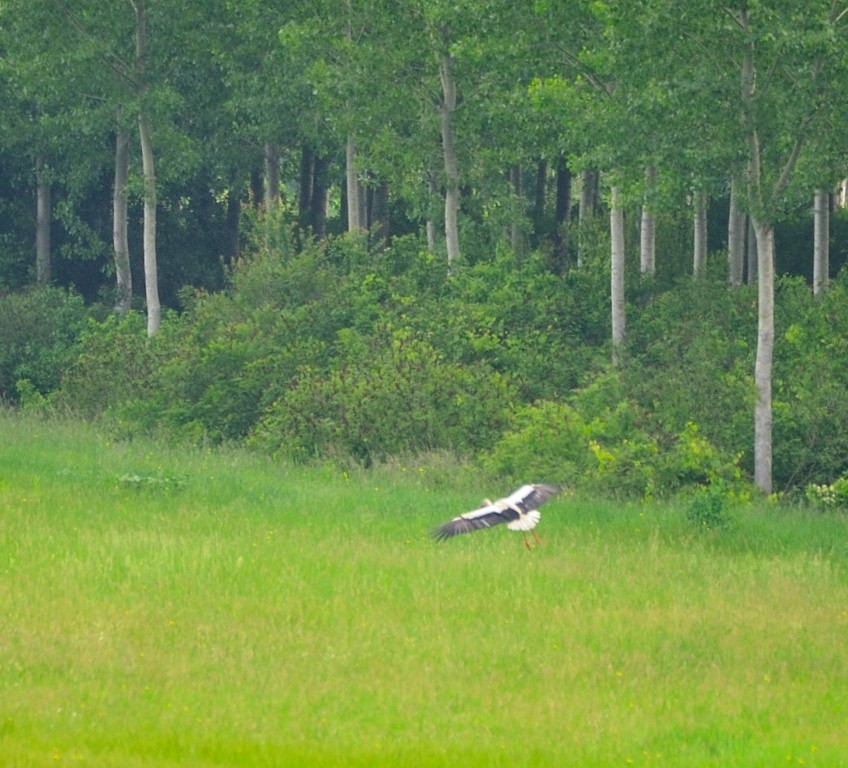 White Stork - ML161001351
