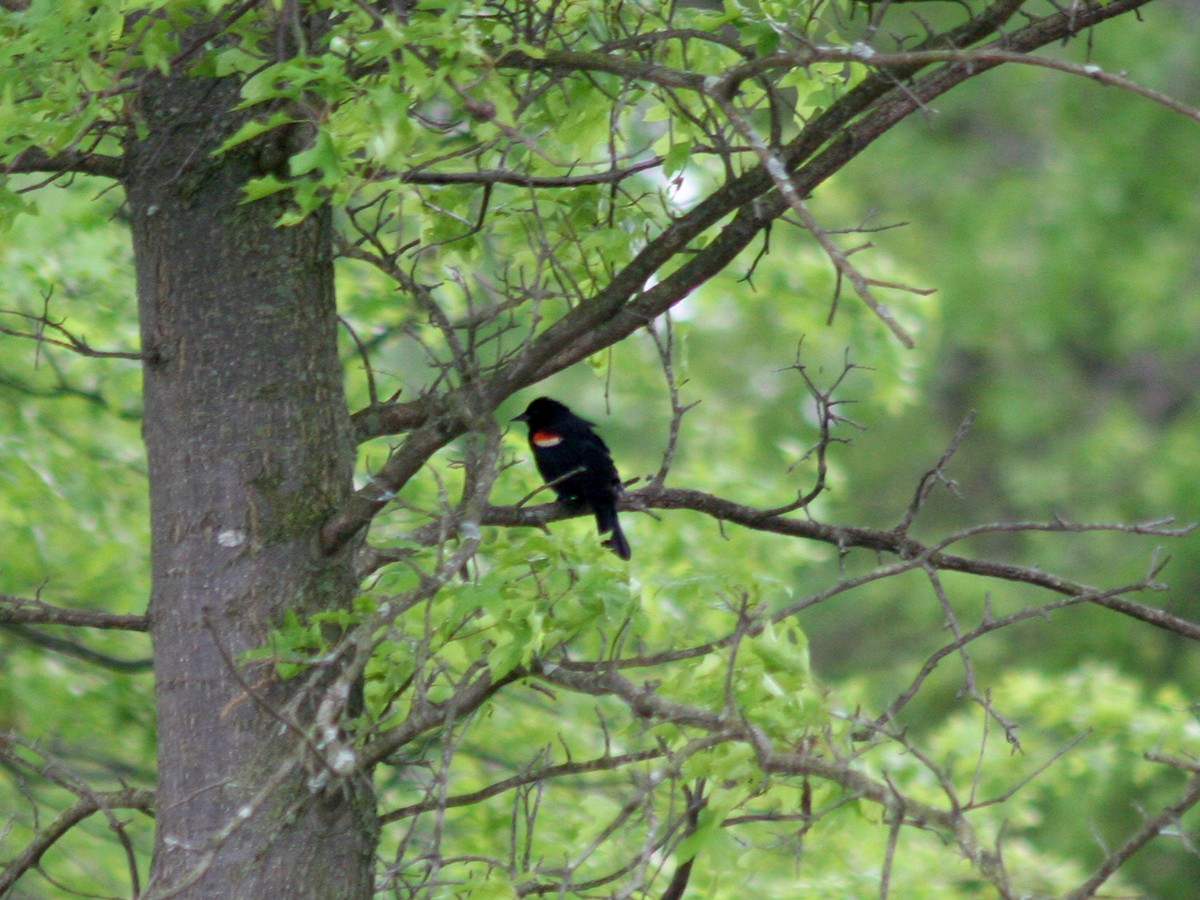 Red-winged Blackbird - Sherry Plessner