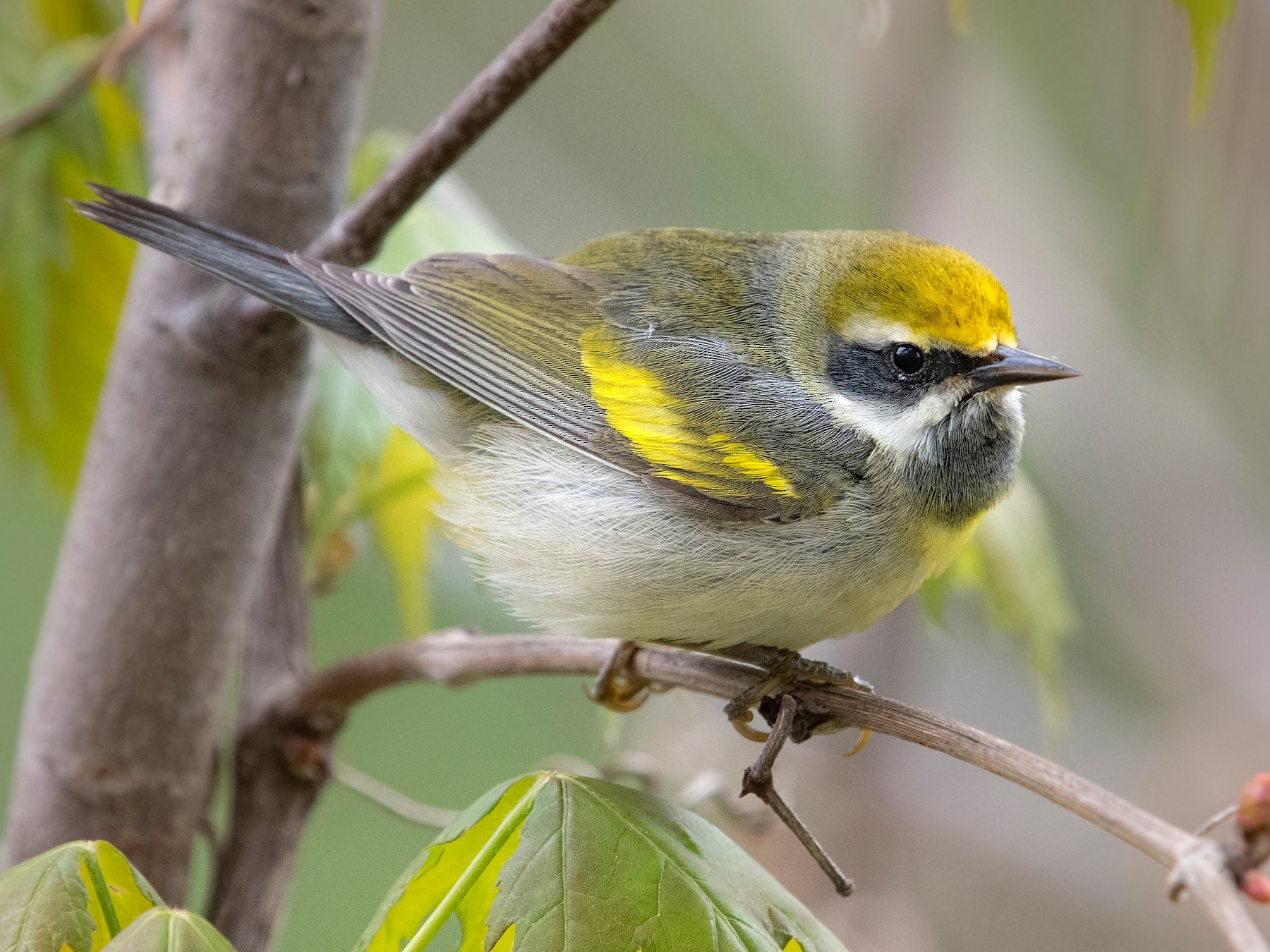 Golden-winged Warbler - Sylvain Messier