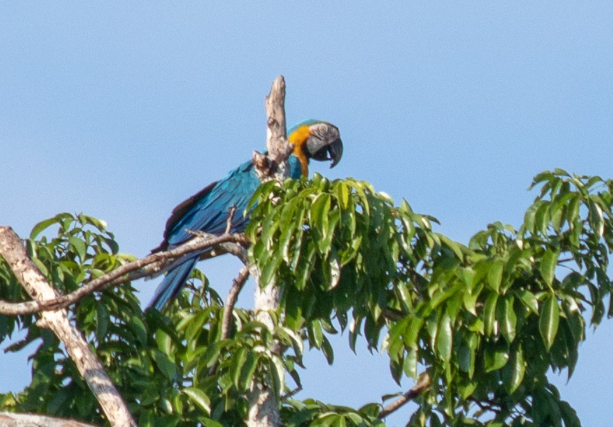 Blue-and-yellow Macaw - ML161005221