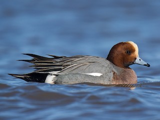  - Eurasian Wigeon