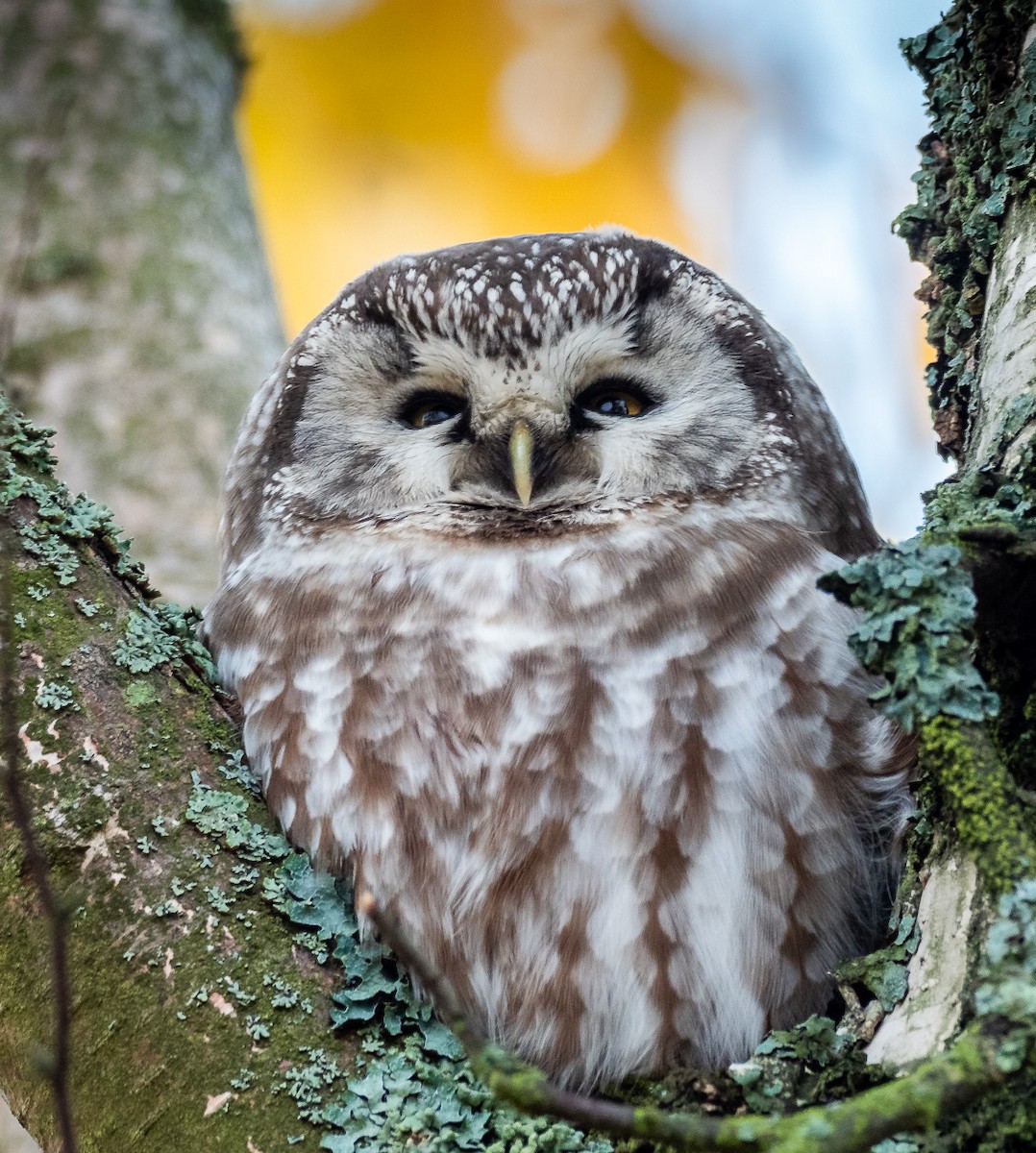 Boreal Owl - Matti Rekilä