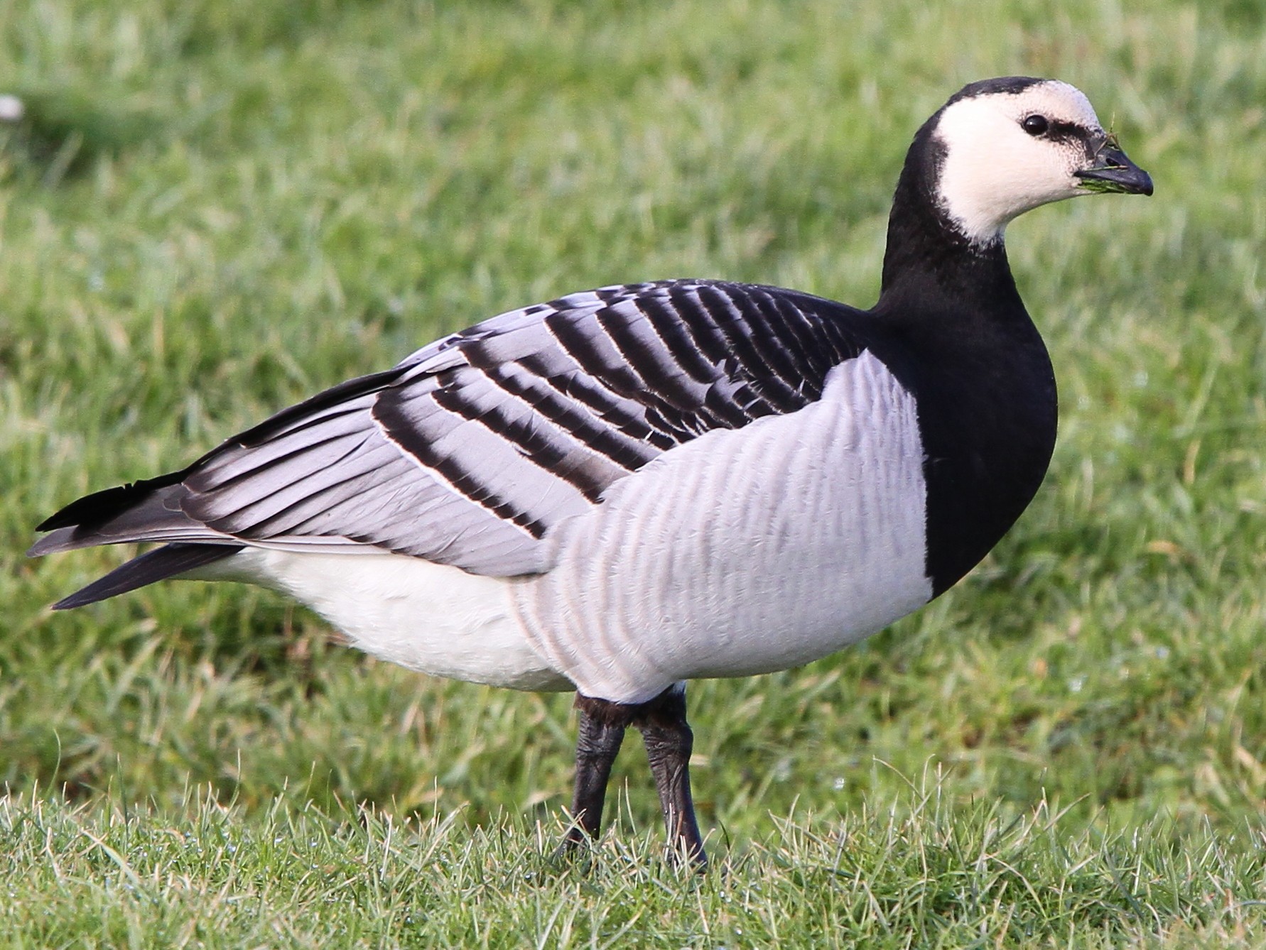 Barnacle Goose, Branta leucopsis - Birds - NatureGate