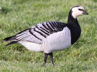  - Barnacle Goose