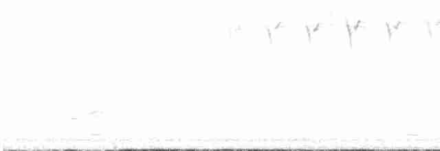 Blackpoll Warbler - ML161012771