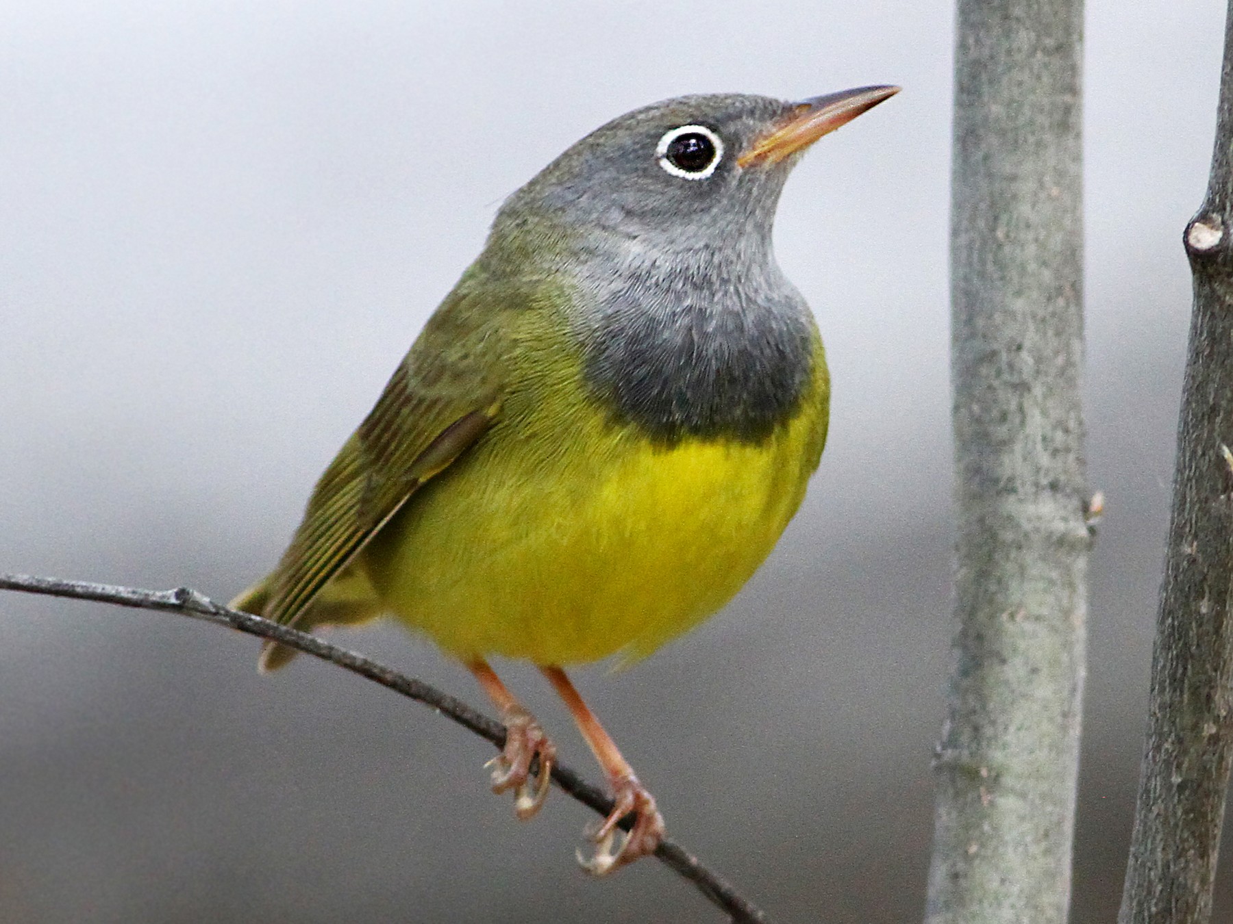 Connecticut Warbler - eBird