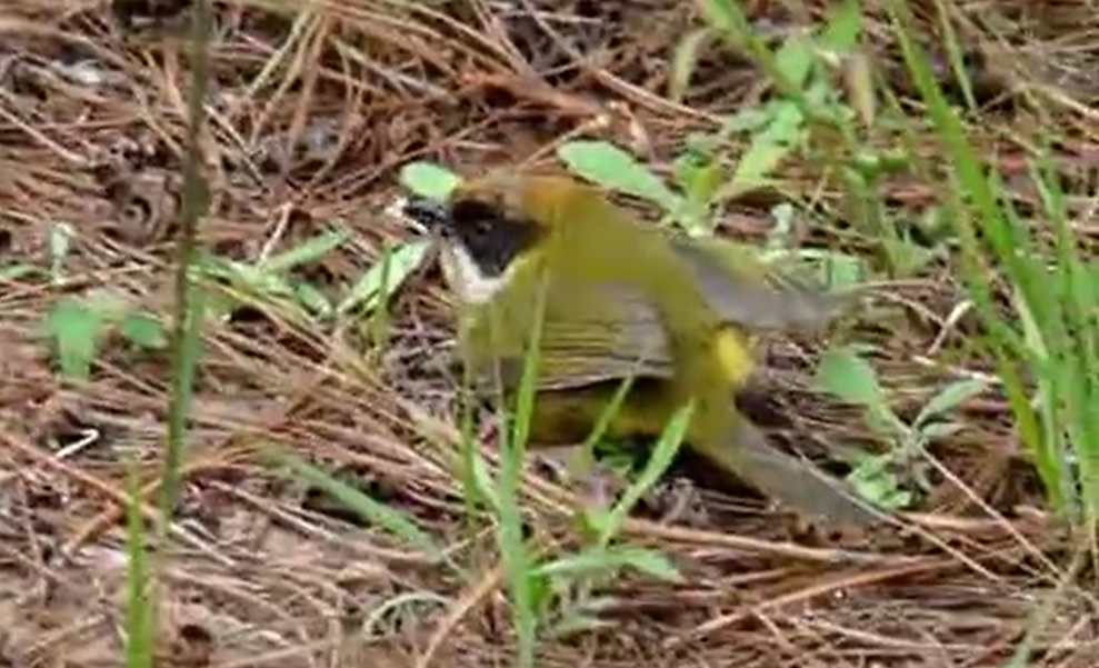 Moustached Brushfinch - ML161013691