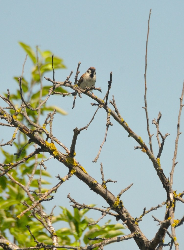 Eurasian Tree Sparrow - ML161014221