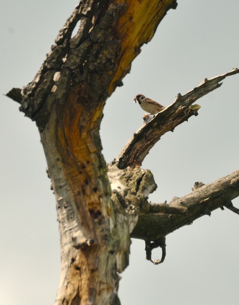 Eurasian Tree Sparrow - ML161014231
