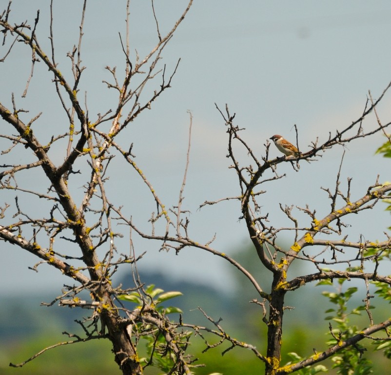 Eurasian Tree Sparrow - ML161014251