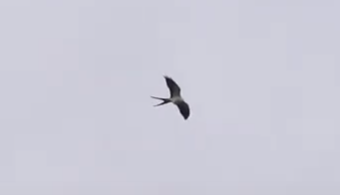 Swallow-tailed Kite - ML161014581