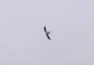 Swallow-tailed Kite - ML161014591