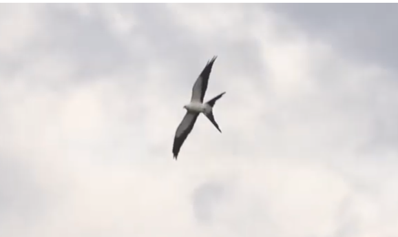Swallow-tailed Kite - ML161014611