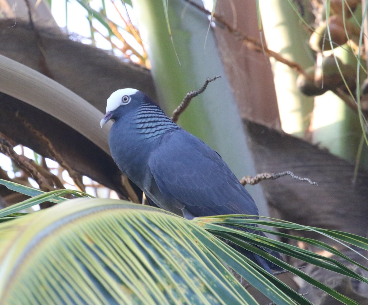 White-crowned Pigeon - ML161017591