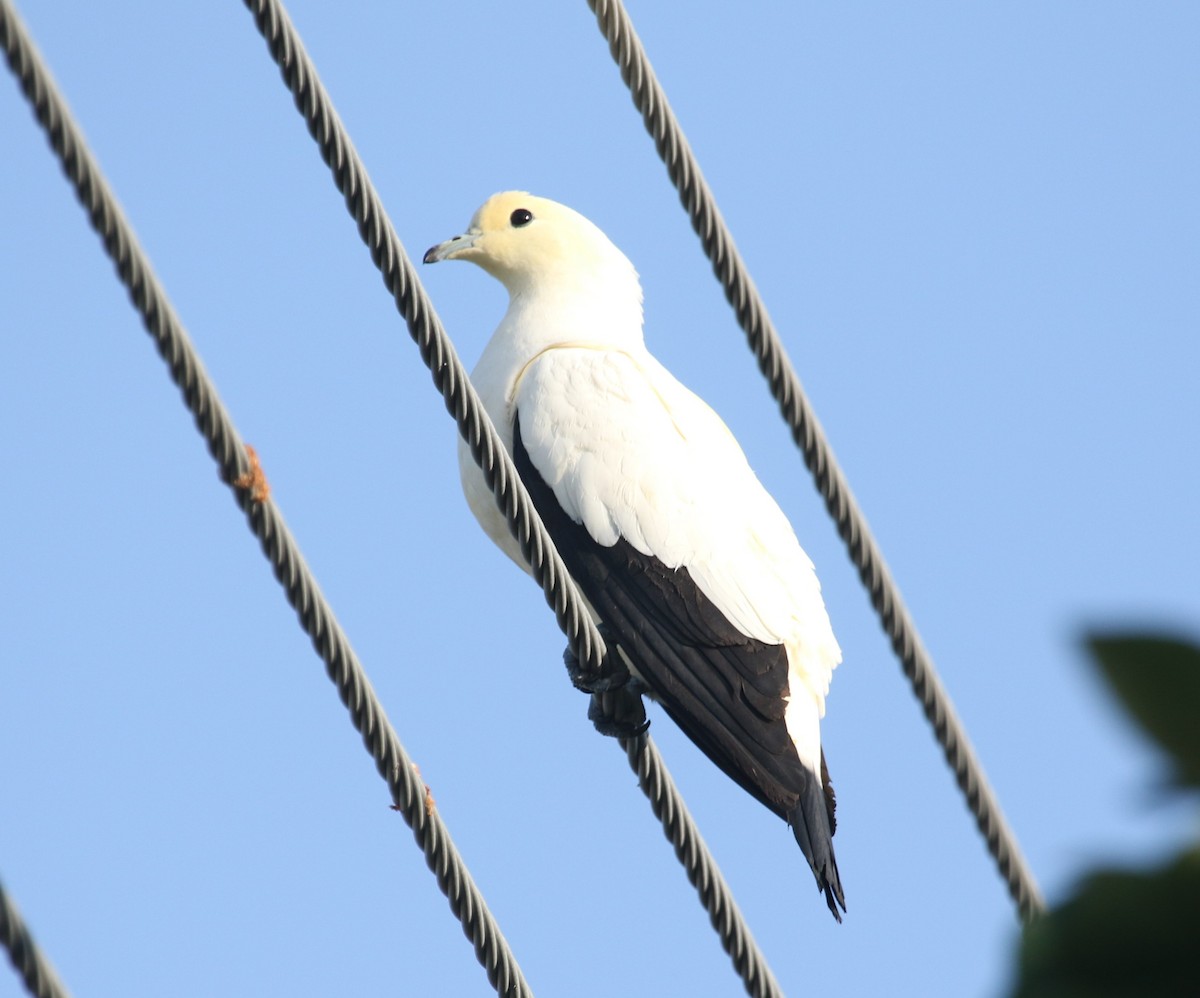 Pied Imperial-Pigeon - ML161017721