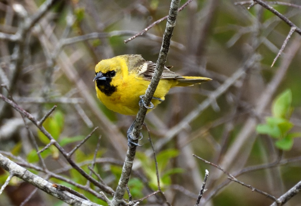 Orchard Oriole - ML161018141