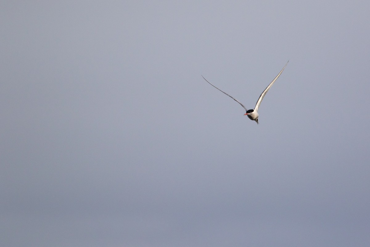 Arctic Tern - ML161018661