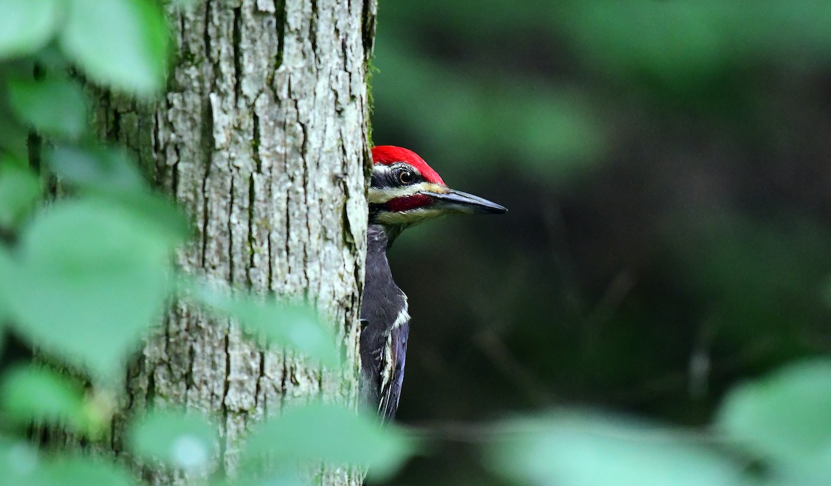 Pileated Woodpecker - ML161019641