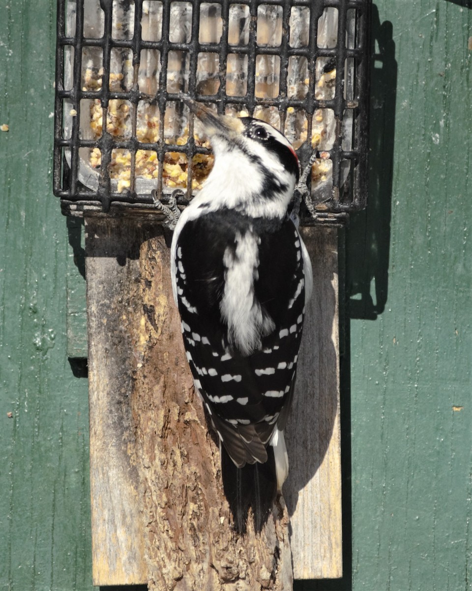 Hairy Woodpecker (Eastern) - Heather Pickard