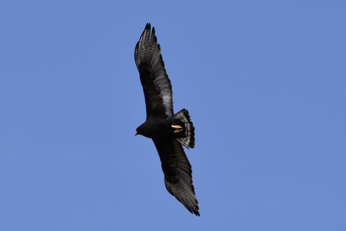 Zone-tailed Hawk - Tom E. Johnson