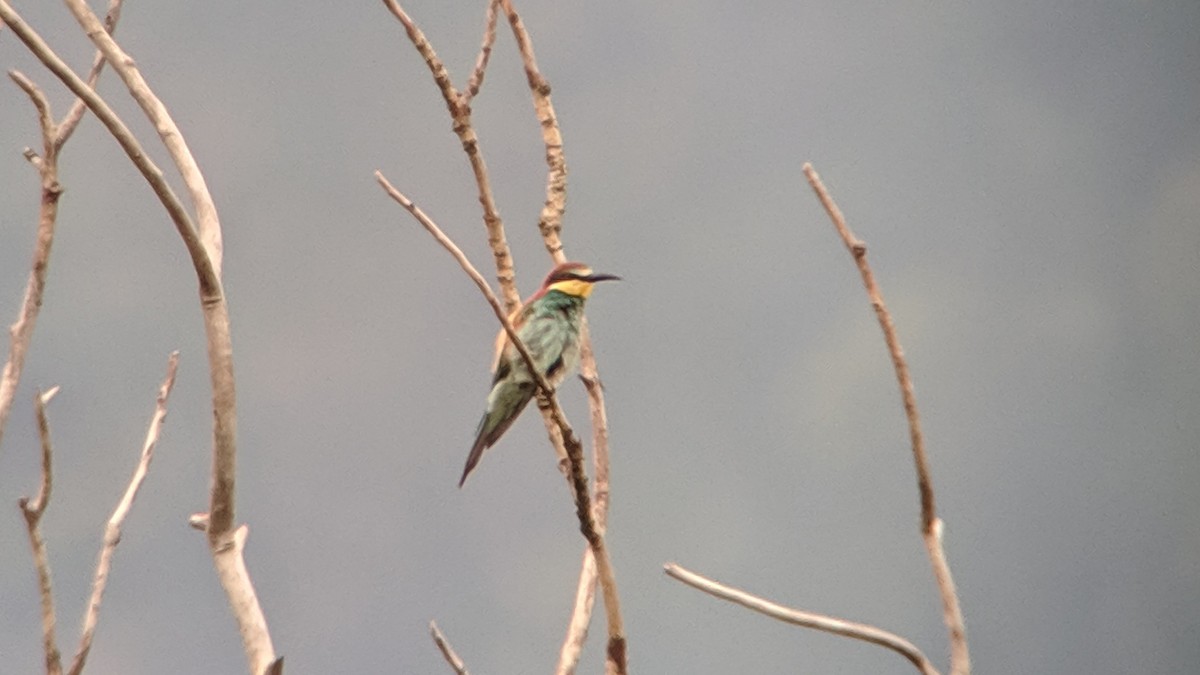 European Bee-eater - Luca Gugelmann
