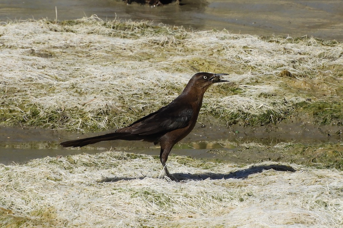 Great-tailed Grackle - ML161026011