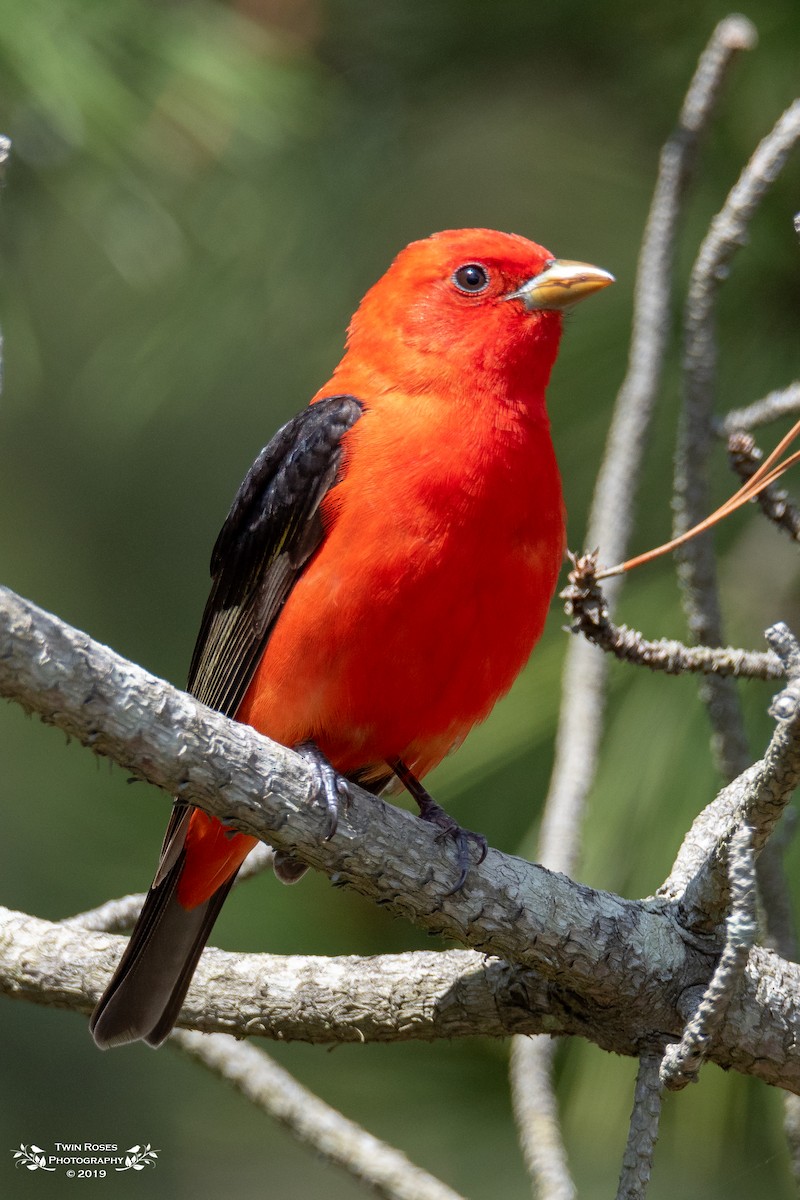 Scarlet Tanager - ML161026091