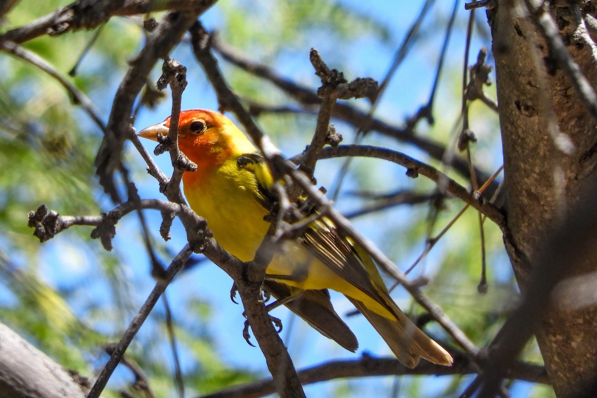 Western Tanager - ML161026451