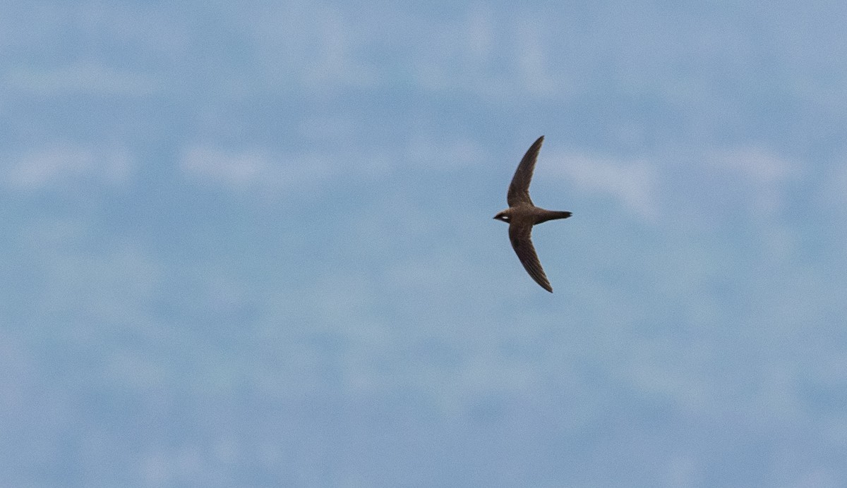 Alpine Swift - Forest Botial-Jarvis