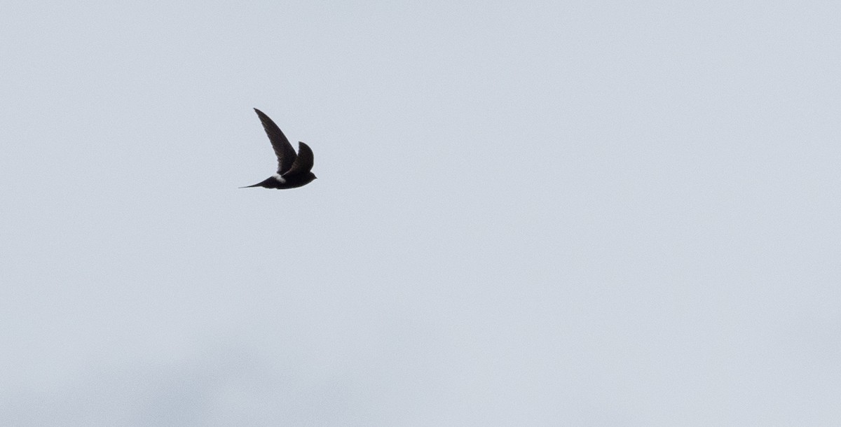 White-rumped Swift - Forest Botial-Jarvis