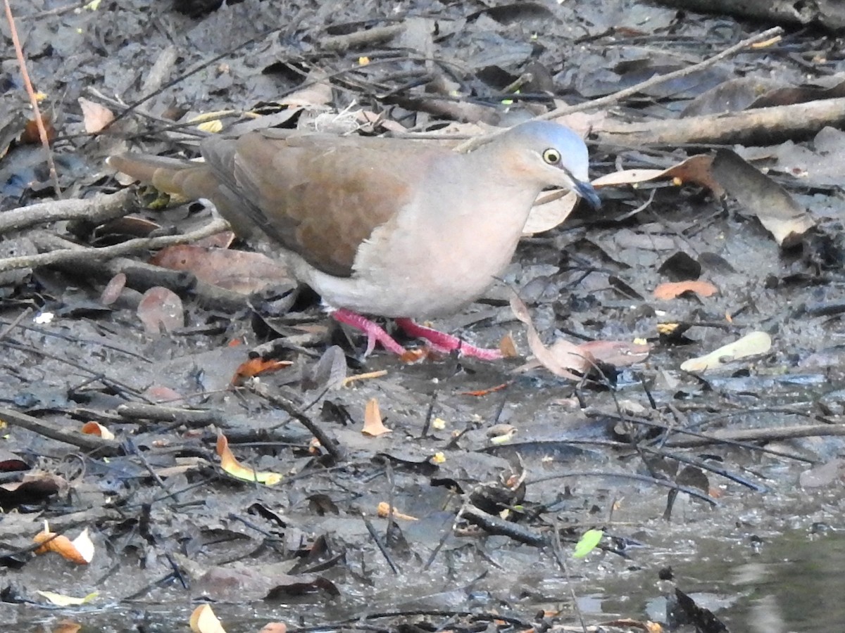 Gray-headed Dove (Gray-headed) - ML161032241