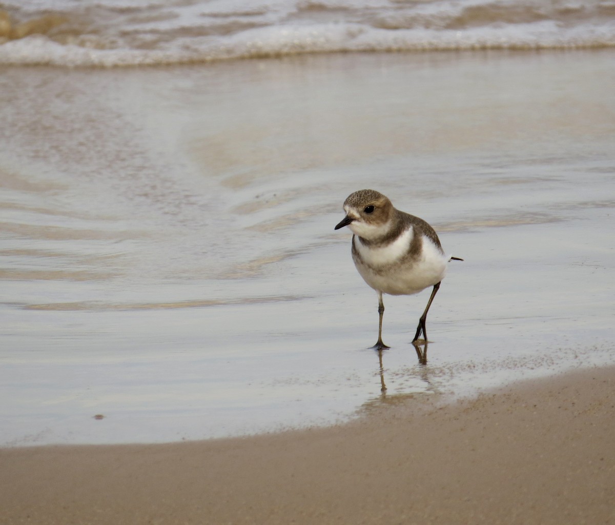 Two-banded Plover - Federico Haretche