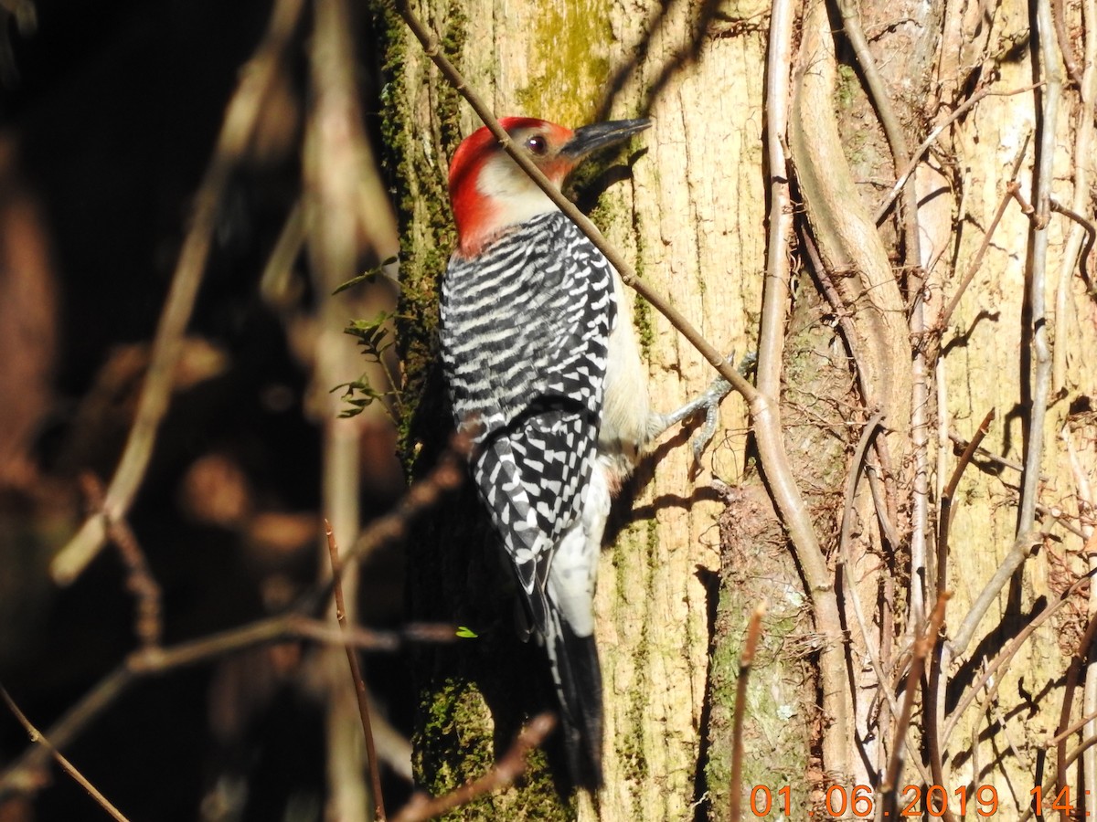 Red-bellied Woodpecker - ML161033341