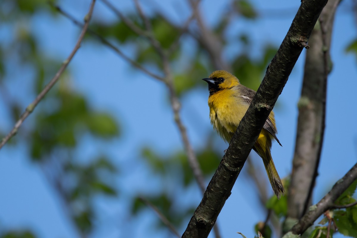 Orchard Oriole - ML161035971