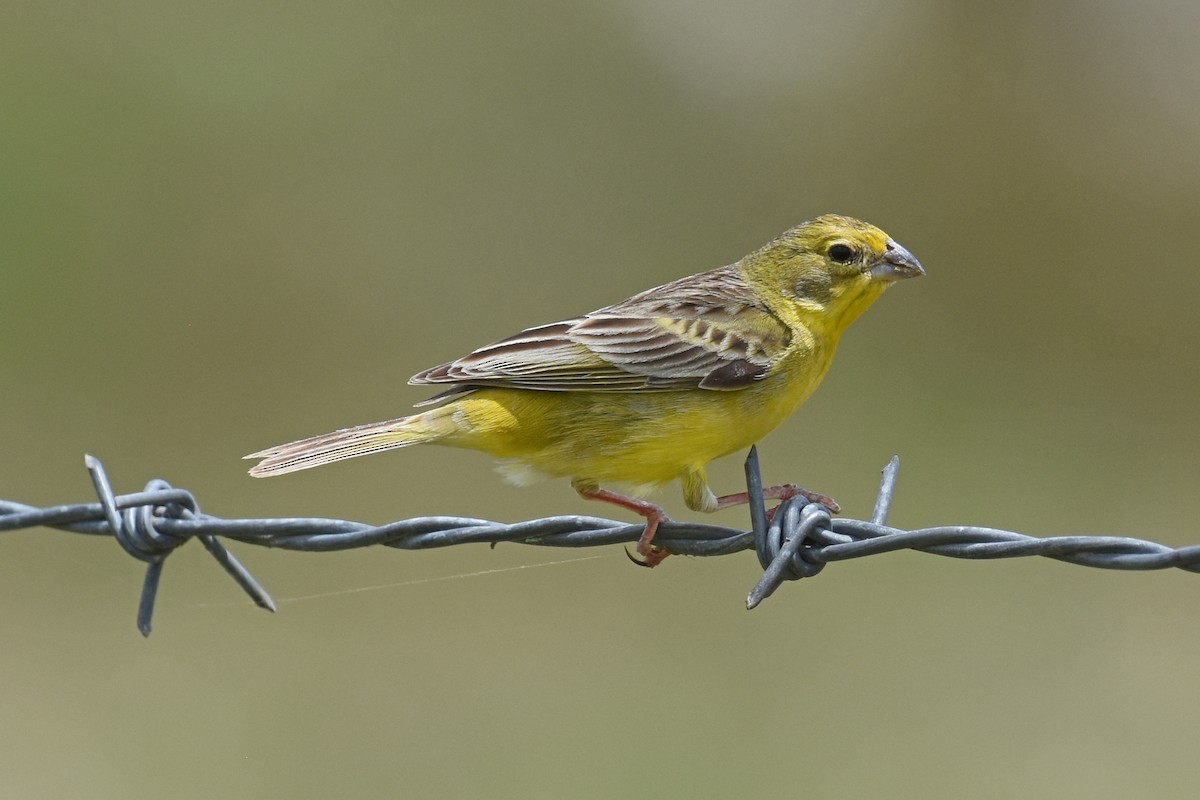 Grassland Yellow-Finch - Janet Rathjen