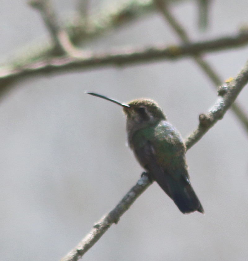 Broad-billed Hummingbird - ML161037371