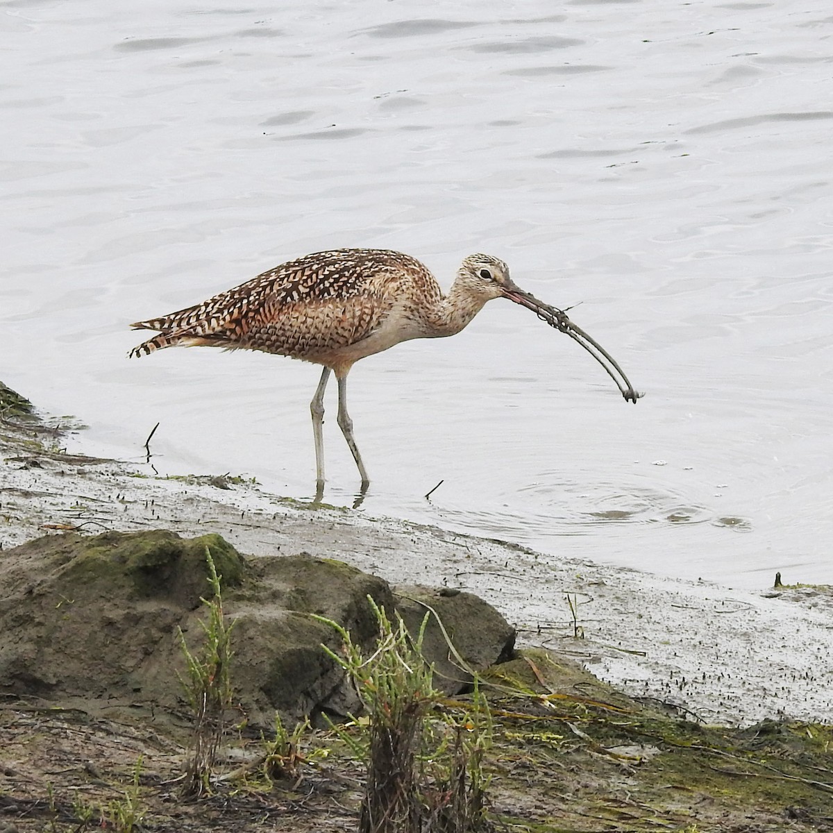 Long-billed Curlew - ML161037691