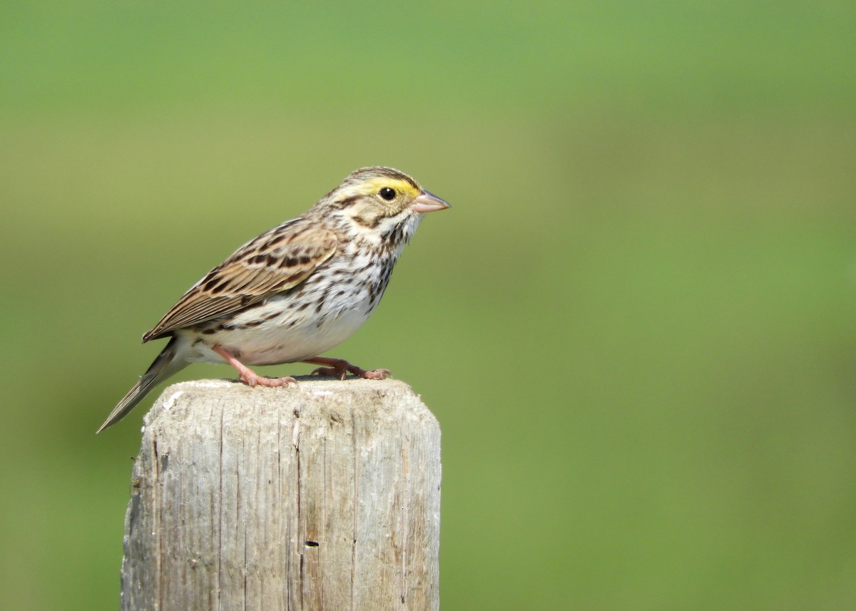 Savannah Sparrow - ann carter