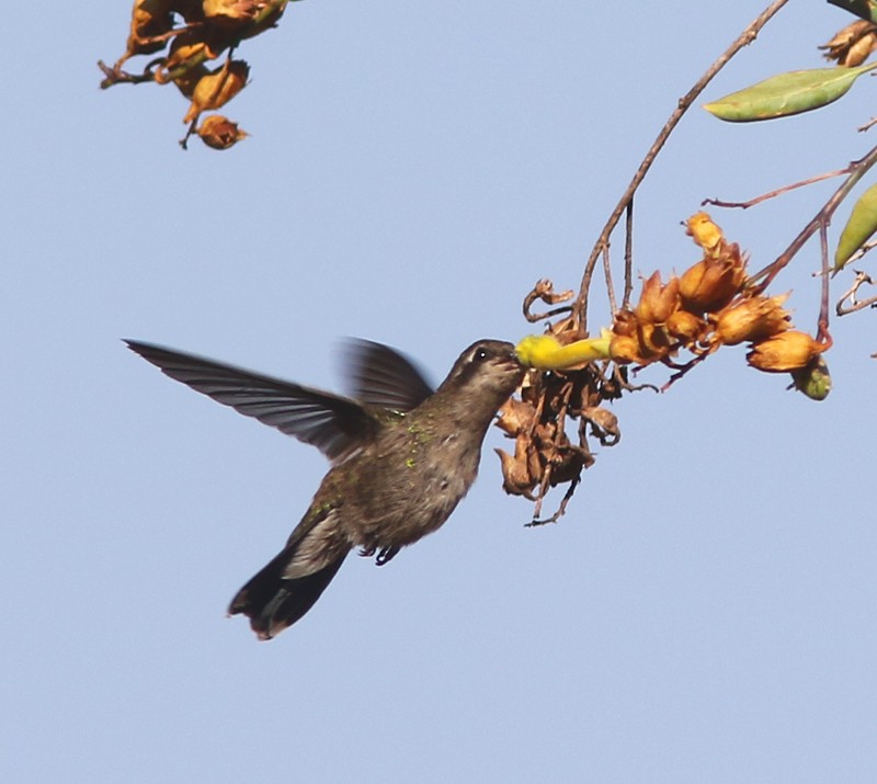 Broad-billed Hummingbird - ML161039351