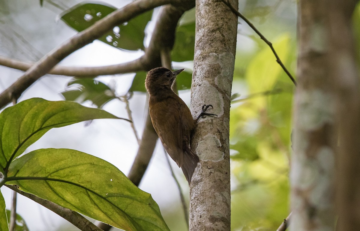 Smoky-brown Woodpecker - ML161041031