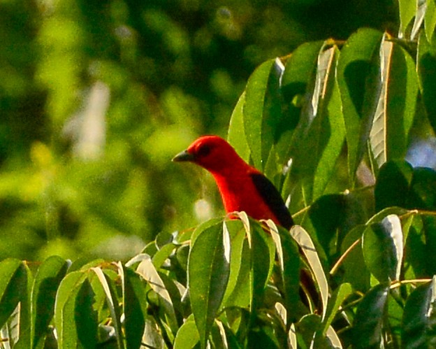Scarlet Tanager - ML161045111