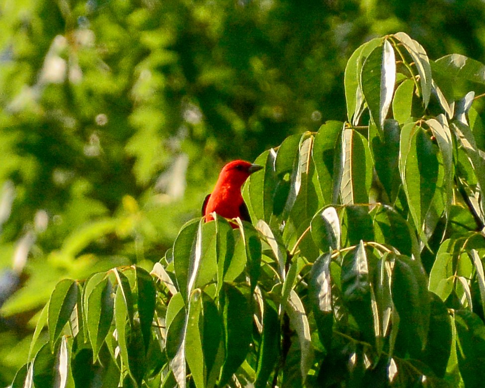 Scarlet Tanager - ML161045131