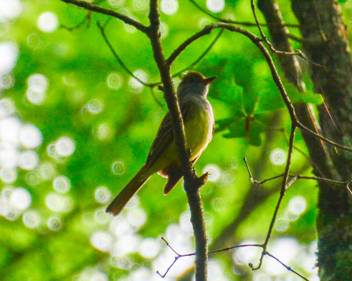Great Crested Flycatcher - ML161046011