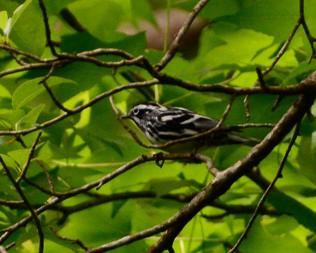 Black-and-white Warbler - ML161046631