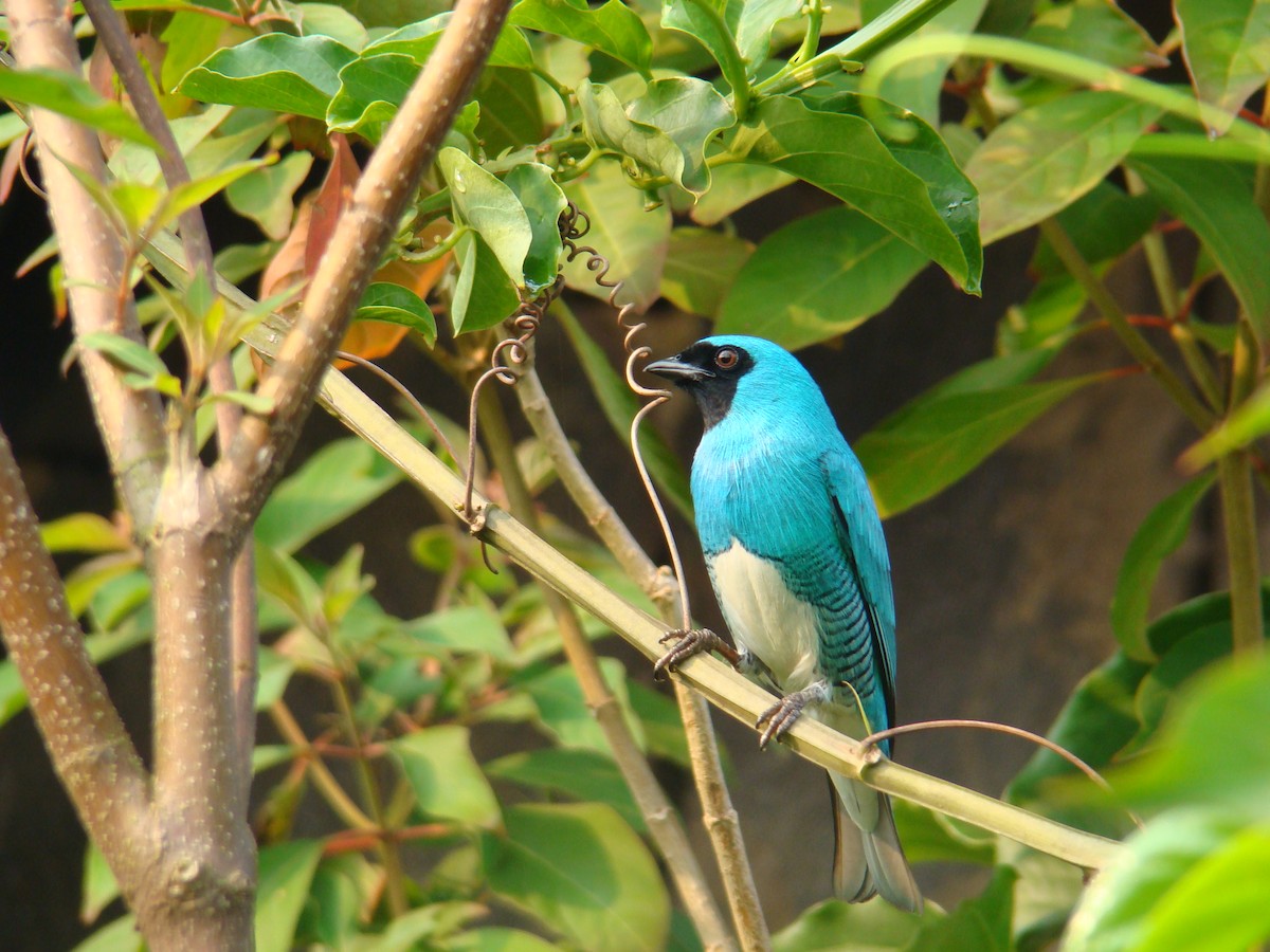 Swallow Tanager - ML161055661