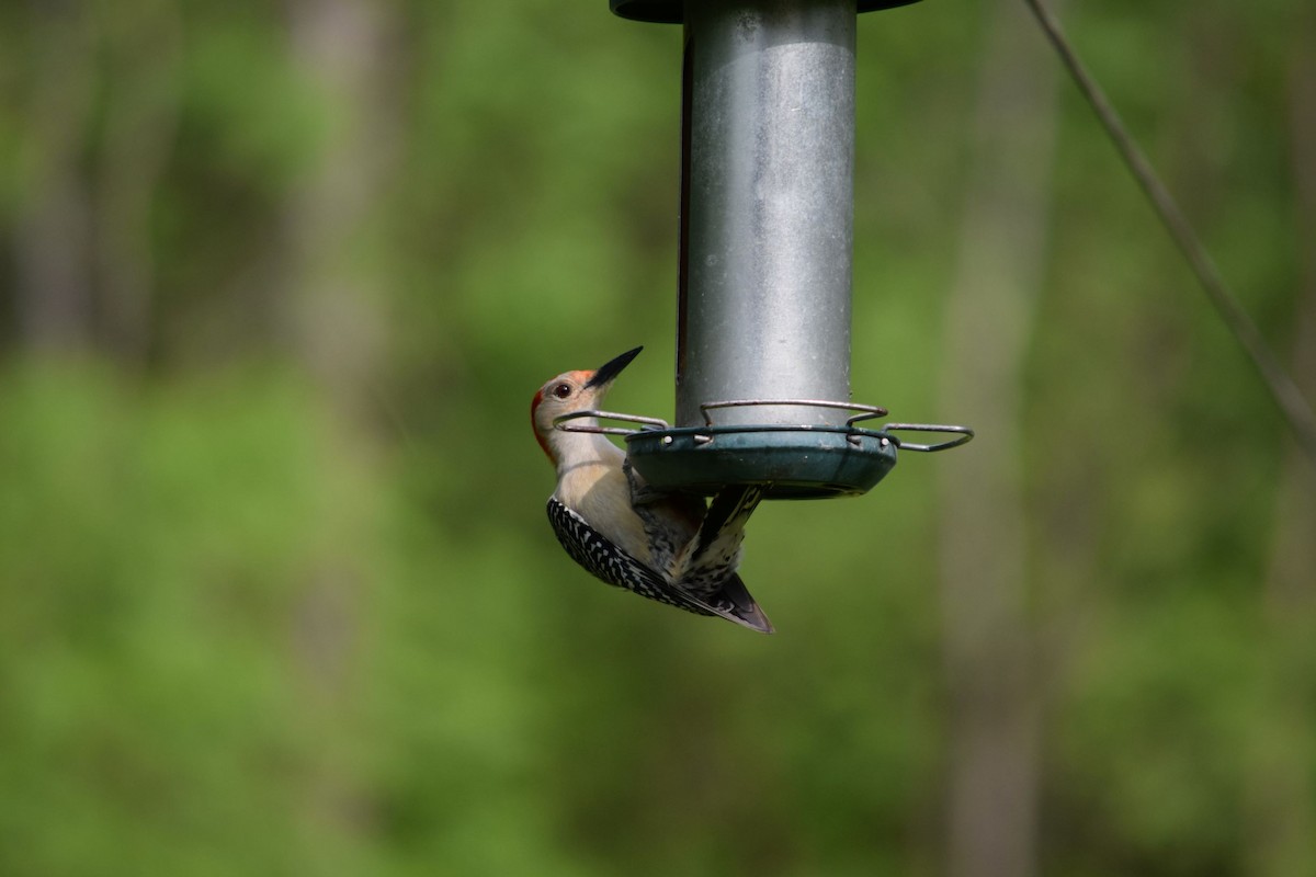 Red-bellied Woodpecker - ML161063301