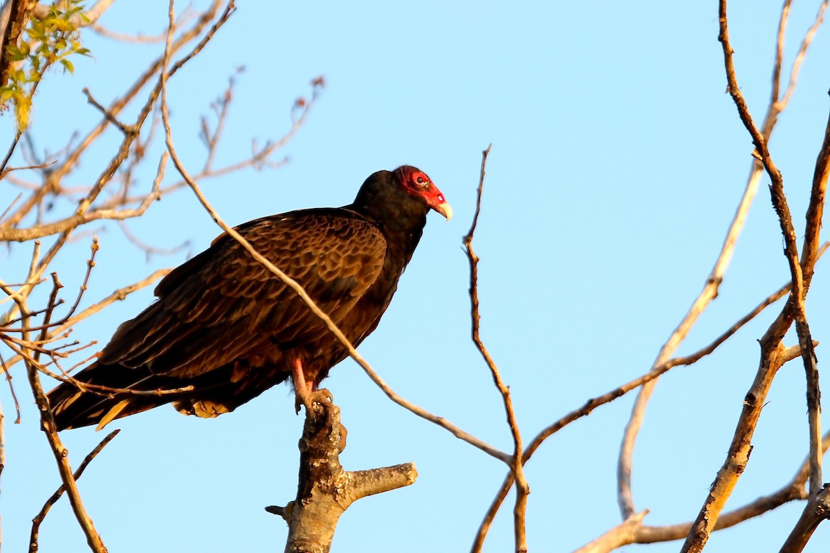 Turkey Vulture - ML161064271